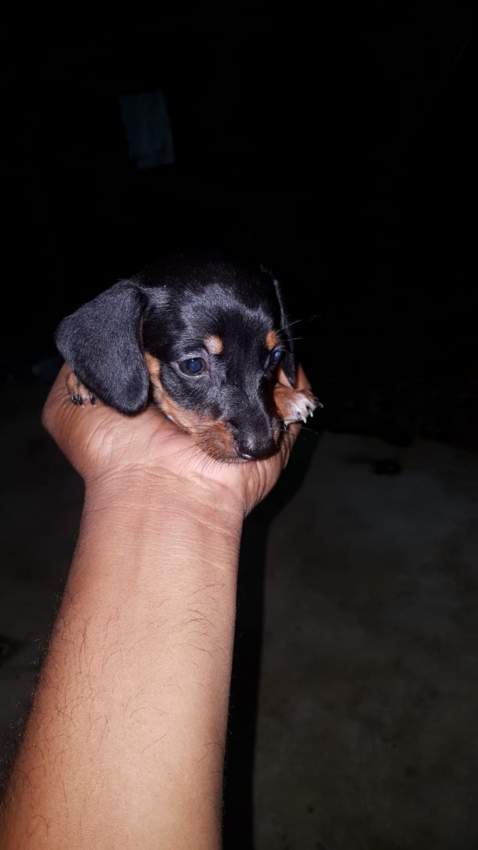 Teckel miniature on Aster Vender