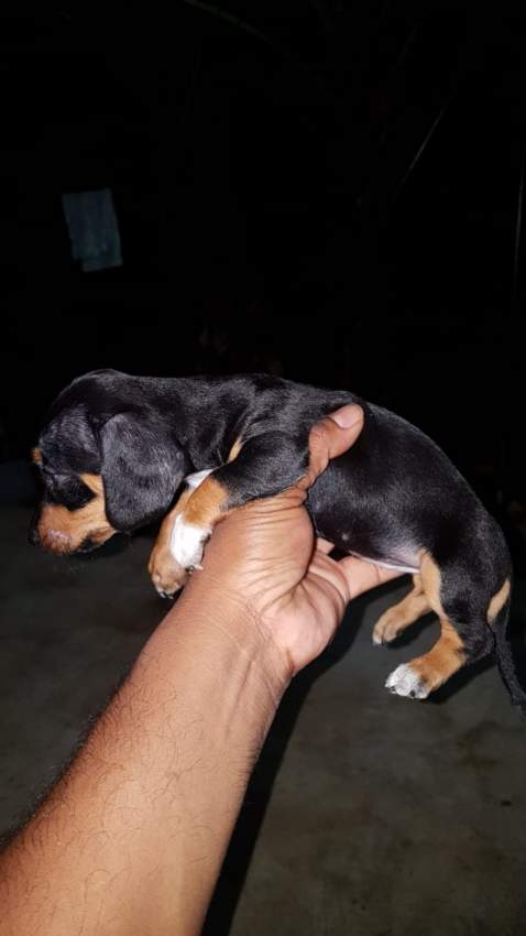 Teckel miniature  - 2 - Dogs  on Aster Vender