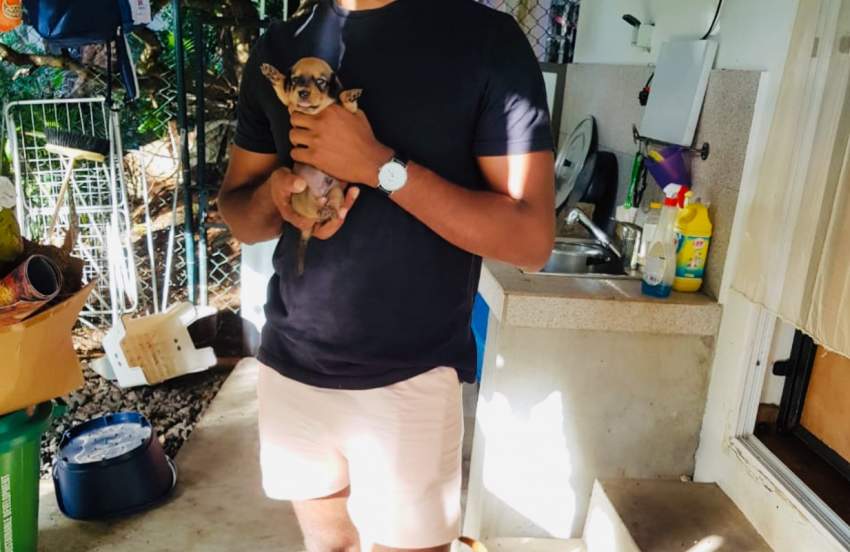 Teckel miniature  - 5 - Dogs  on Aster Vender