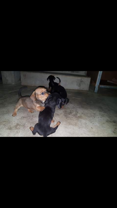 Teckel miniature  - 1 - Dogs  on Aster Vender