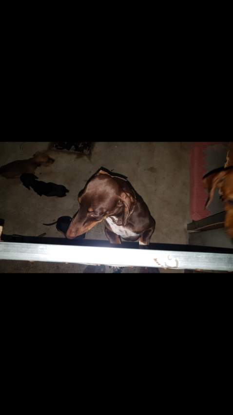 Teckel miniature  - 4 - Dogs  on Aster Vender