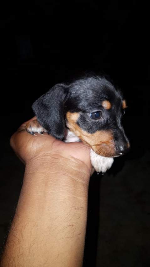 Teckel miniature  - 3 - Dogs  on Aster Vender