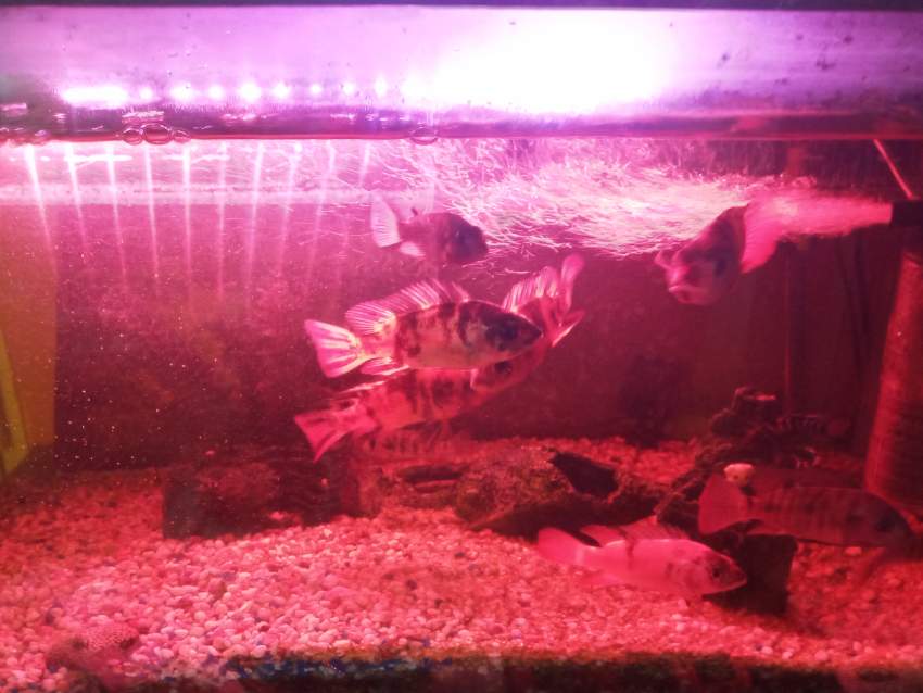 Ciclid - 0 -  Aquarium fish  on Aster Vender