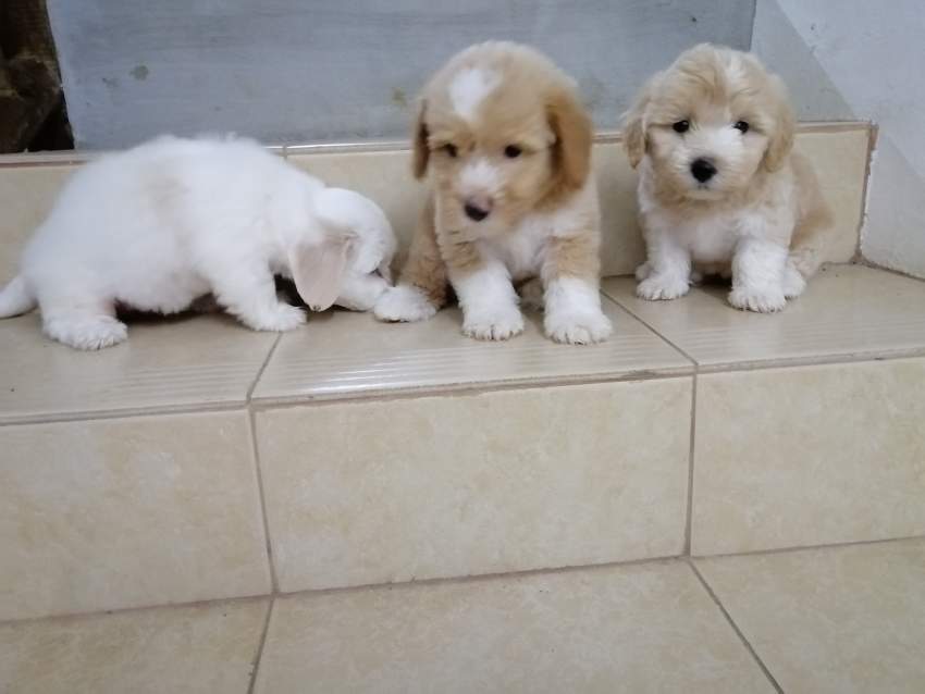 Chiots Griffon Nain à vendre on Aster Vender