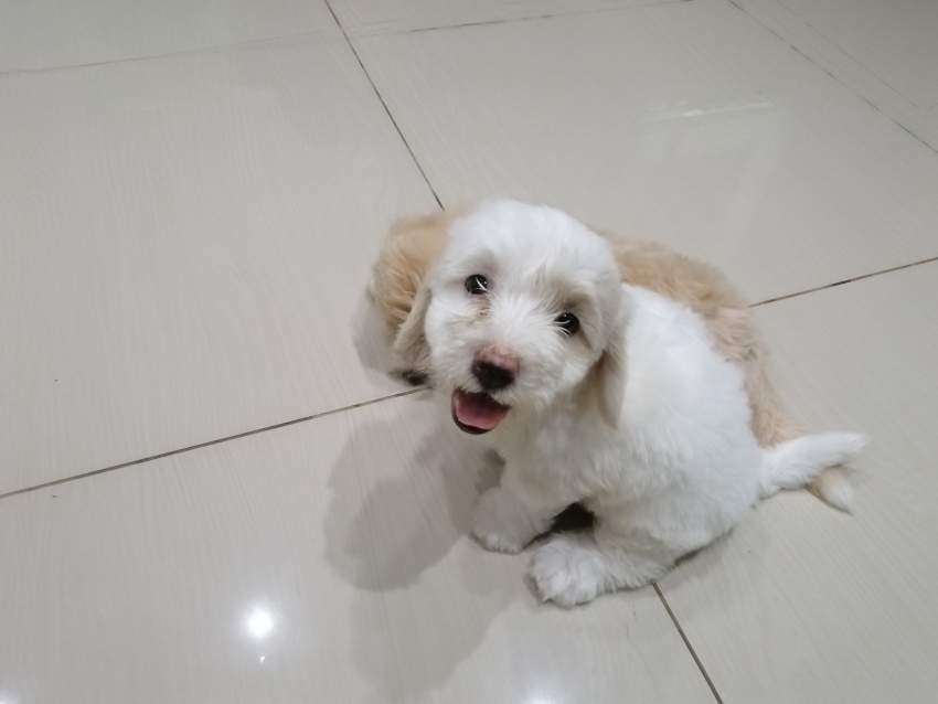 Chiots Griffon Nain à vendre - 1 - Dogs  on Aster Vender