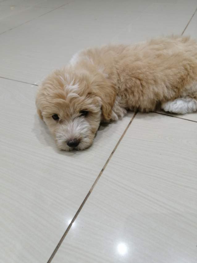 Chiots Griffon Nain à vendre on Aster Vender