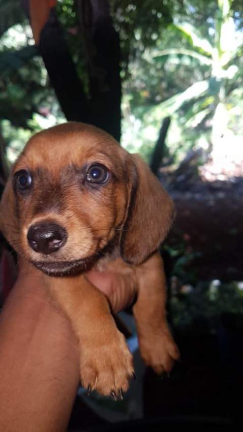 Teckel Miniature - 2 - Dogs  on Aster Vender