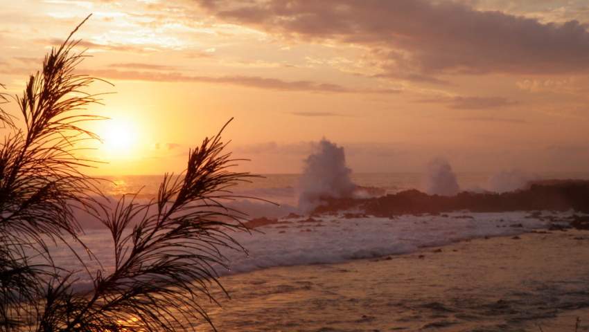 gardiennage gratuit maison animaux par retraités français on Aster Vender