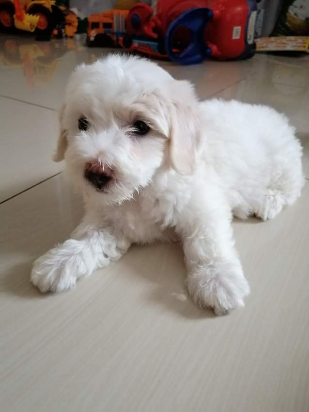 Chiot femelle Griffon à vendre - 3 - Dogs  on Aster Vender