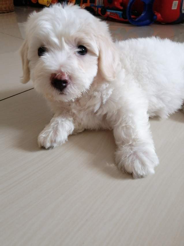 Chiot femelle Griffon à vendre - 1 - Dogs  on Aster Vender