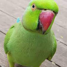 Cato Vert Apprivoisé - 0 - Birds  on Aster Vender