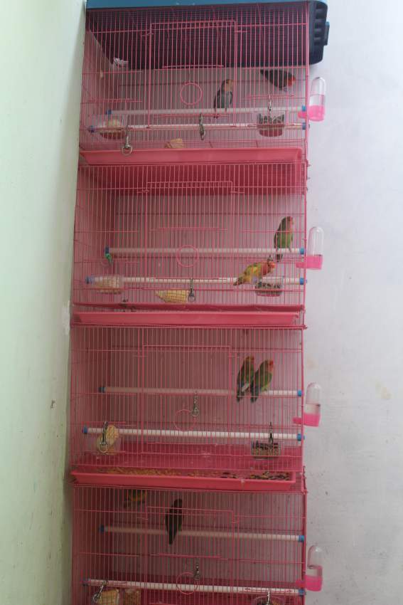 Love bird  - 2 - Birds  on Aster Vender