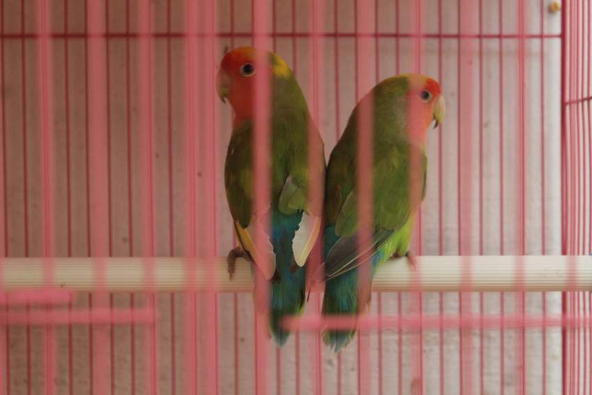 Love bird  - 0 - Birds  on Aster Vender