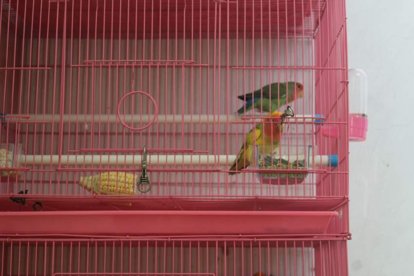 Love bird  - 1 - Birds  on Aster Vender