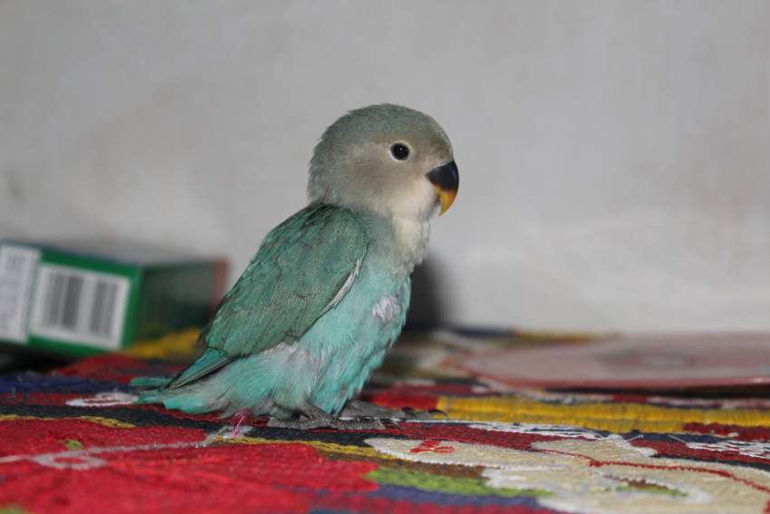 Love bird  - 3 - Birds  on Aster Vender