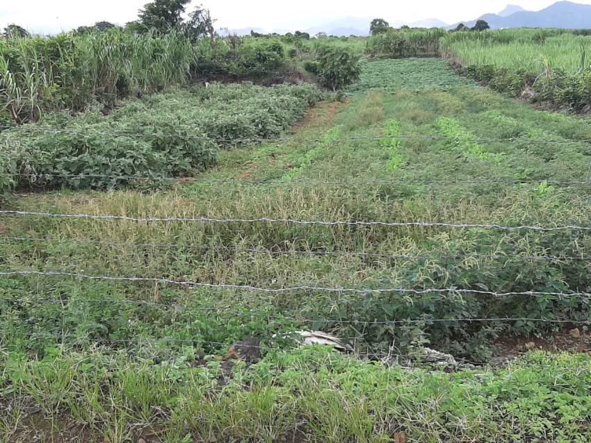  Residential land Palma,Quatre-Bornes - 3 - Land  on Aster Vender