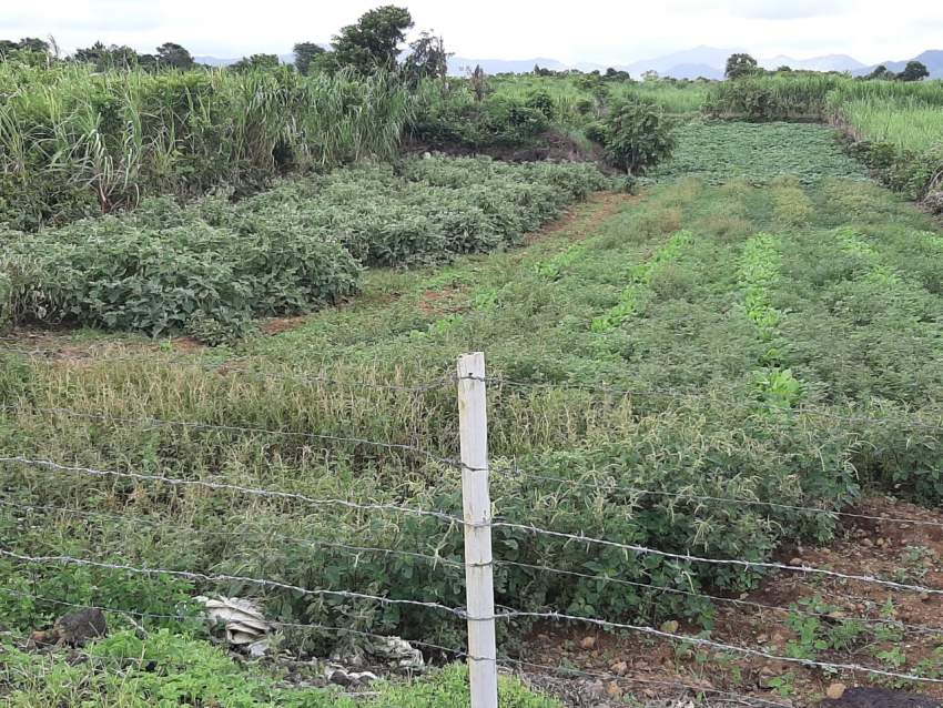 Residential land palma Aster Vender Land