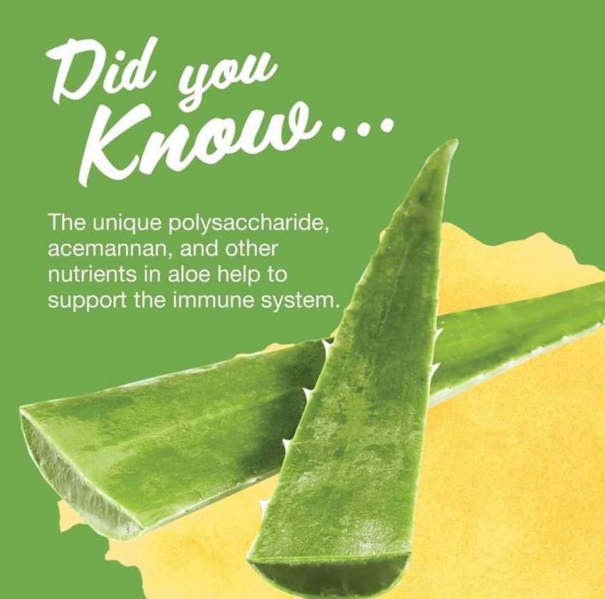 Aloe Vera gel - 3 - Health Products  on Aster Vender