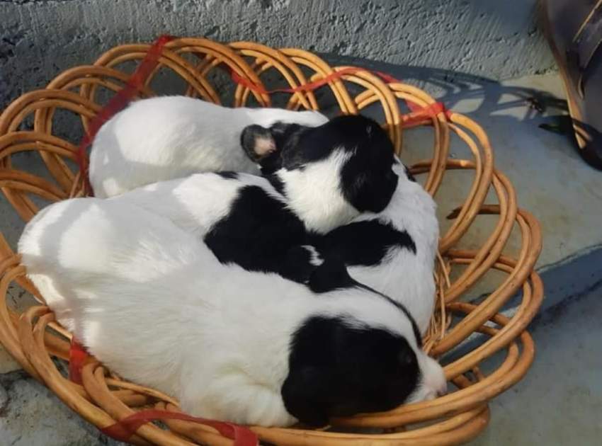 Griffon on Aster Vender