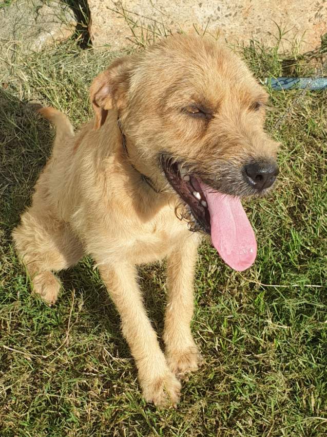 Dog to adpot - 1 - Dogs  on Aster Vender