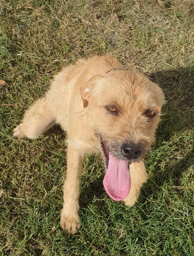 Dog to adpot on Aster Vender