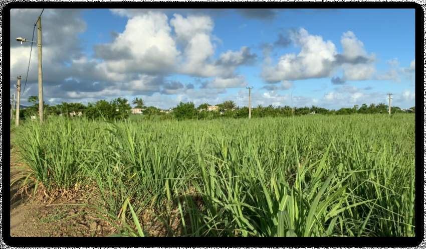 Land for Sale - 176 Perches - Mare D'albert - 3 - Land  on Aster Vender