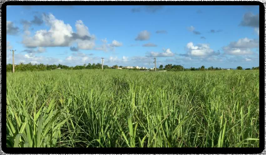 Land for Sale - 176 Perches - Mare D'albert - 2 - Land  on Aster Vender