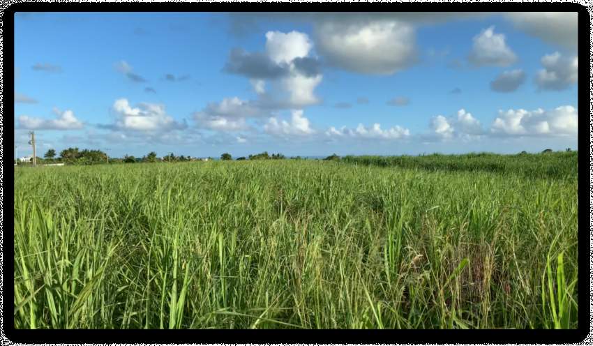 Land for Sale - 176 Perches - Mare D'albert - 1 - Land  on Aster Vender