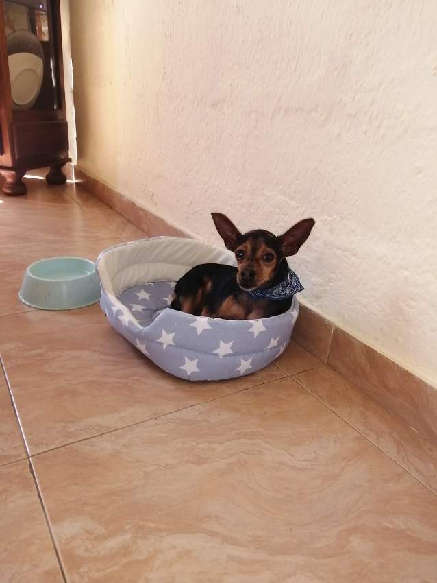 Ninja pinscher miniature chihuahua on Aster Vender