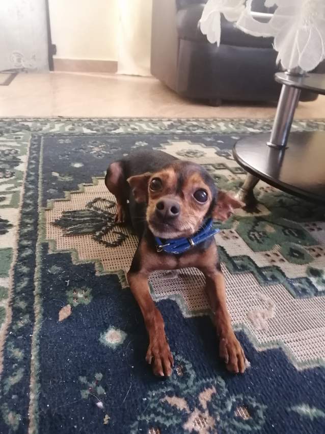 Ninja pinscher miniature chihuahua  - 2 - Dogs  on Aster Vender