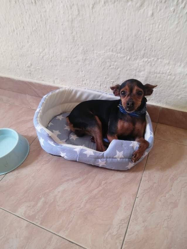 Ninja pinscher miniature chihuahua  - 1 - Dogs  on Aster Vender