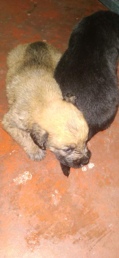 Puppy griffon dwarf - 1 - Dogs  on Aster Vender