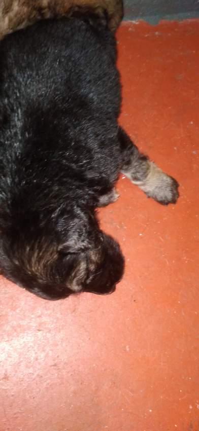 Puppy griffon dwarf on Aster Vender