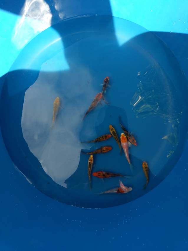 Koi 5-7cm for sale - 0 -  Aquarium fish  on Aster Vender