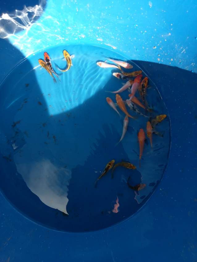 Koi 5-7cm for sale - 1 -  Aquarium fish  on Aster Vender