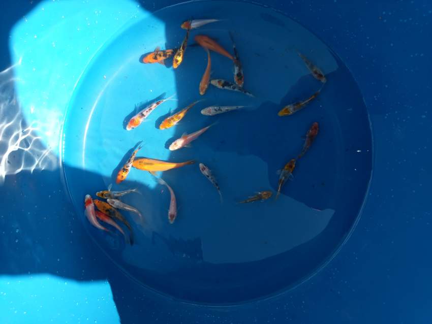 Koi 5-7cm for sale - 2 -  Aquarium fish  on Aster Vender