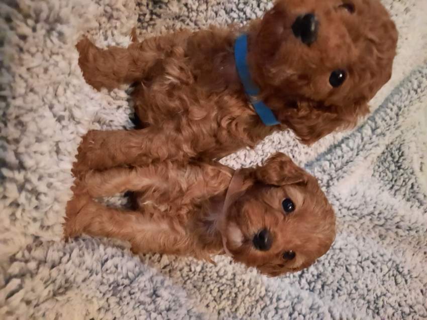 Health Tested Puppies - 7 - Dogs  on Aster Vender