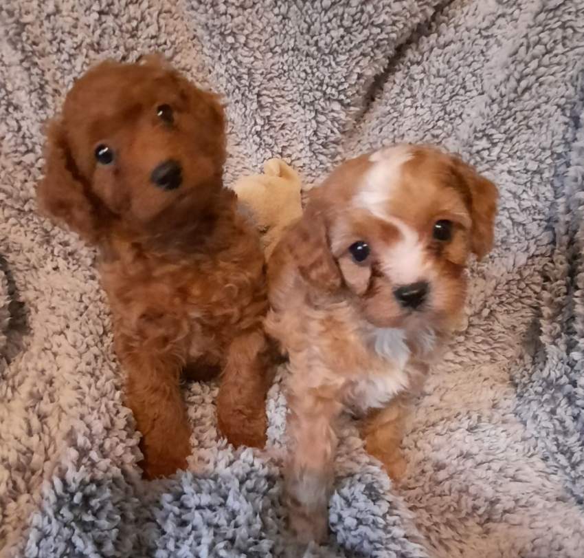 Health Tested Puppies - 9 - Dogs  on Aster Vender