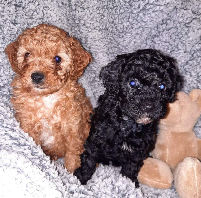 Health Tested Puppies - 4 - Dogs  on Aster Vender