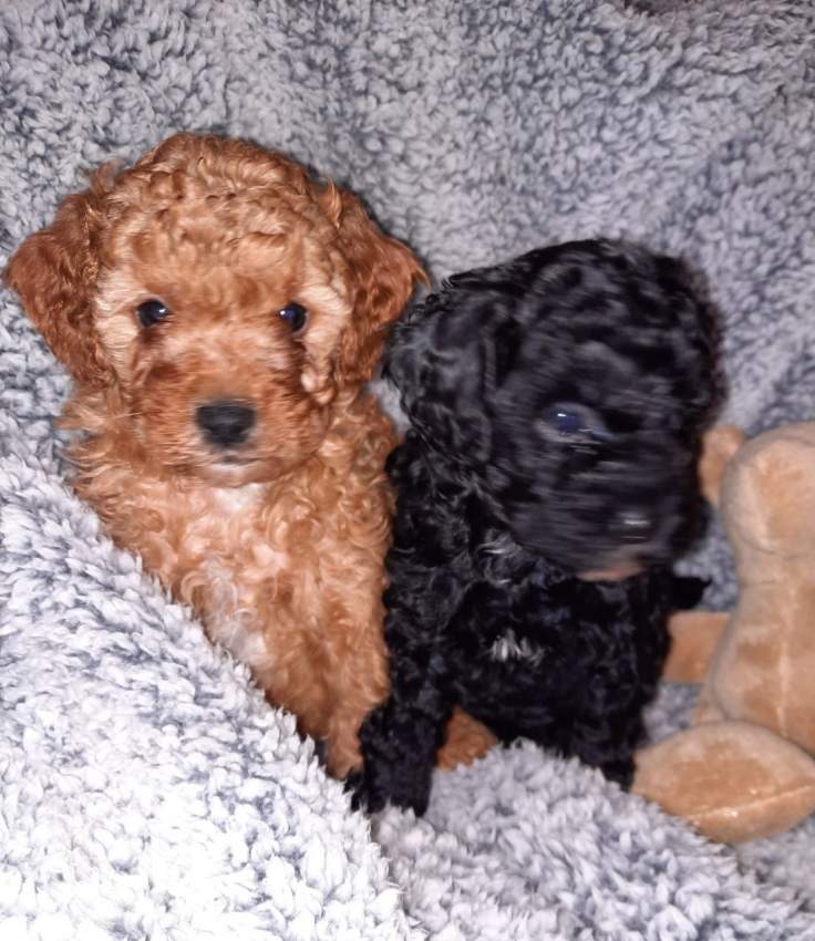 Health Tested Puppies - 1 - Dogs  on Aster Vender