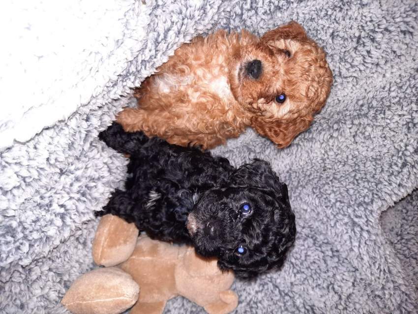 Health Tested Puppies - 3 - Dogs  on Aster Vender