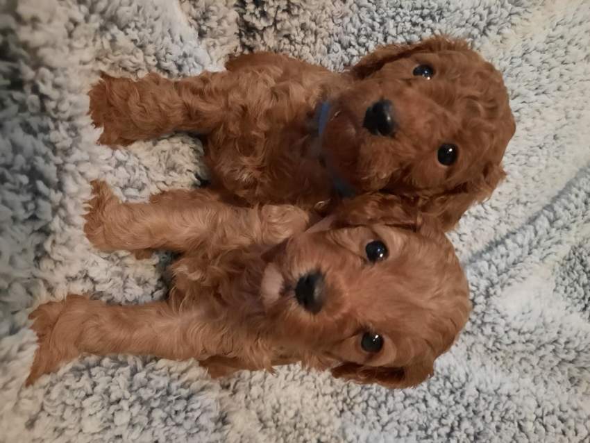 Health Tested Puppies - 5 - Dogs  on Aster Vender