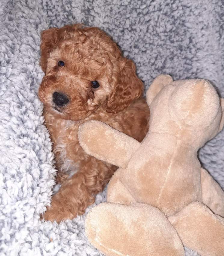 Health Tested Puppies - 6 - Dogs  on Aster Vender