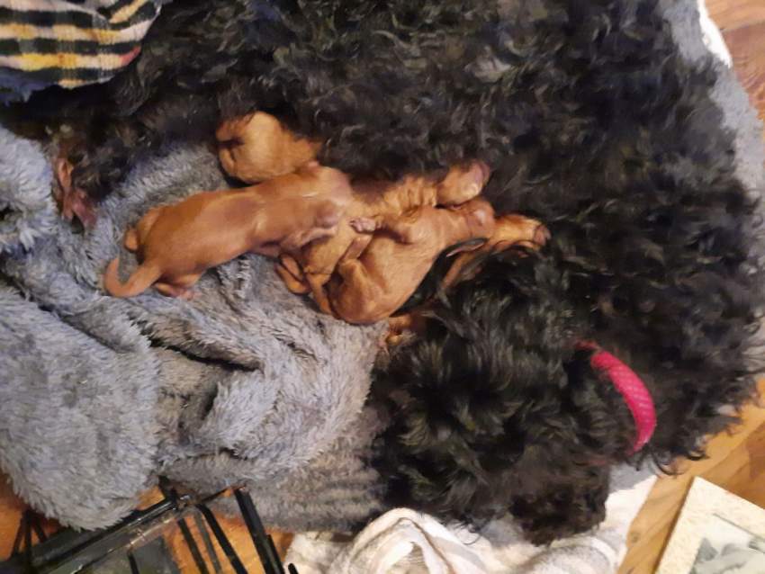 Health Tested Puppies - 8 - Dogs  on Aster Vender