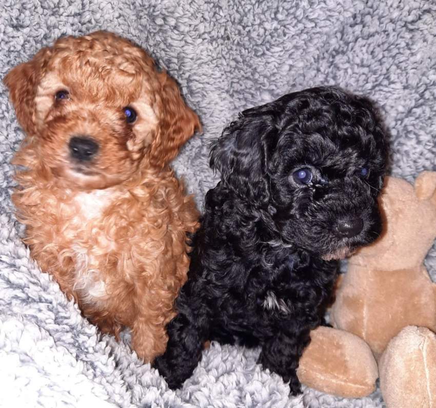 Health Tested Puppies - 2 - Dogs  on Aster Vender