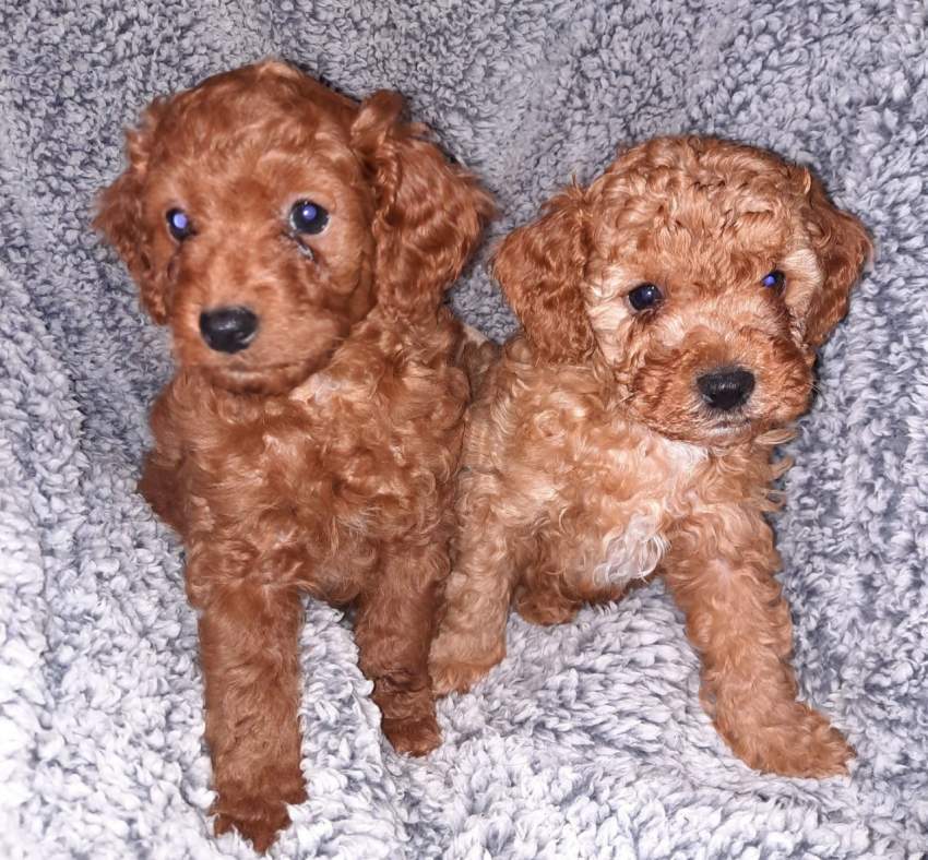 Health Tested Puppies - 0 - Dogs  on Aster Vender