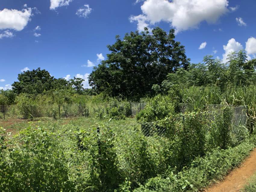 TERRAIN RÉSIDENTIEL - 7.6 PERCHES - Centre de Flacq - 7 - Land  on Aster Vender