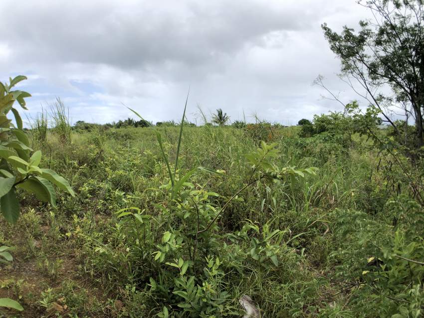 TERRAIN RÉSIDENTIEL - 11.5 PERCHES - BRAMSTHAN - 1 - Land  on Aster Vender