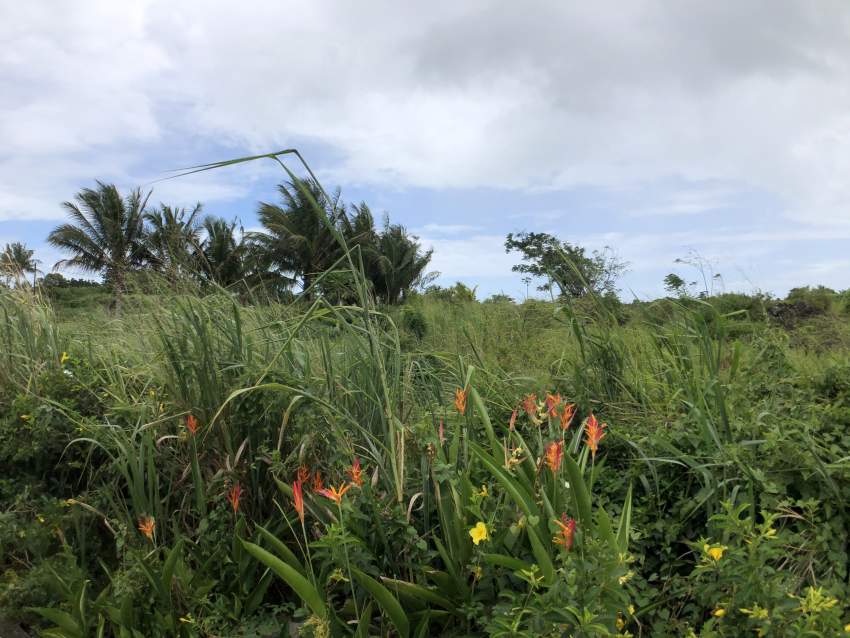 TERRAIN RÉSIDENTIEL - 11.5 PERCHES - BRAMSTHAN - 8 - Land  on Aster Vender