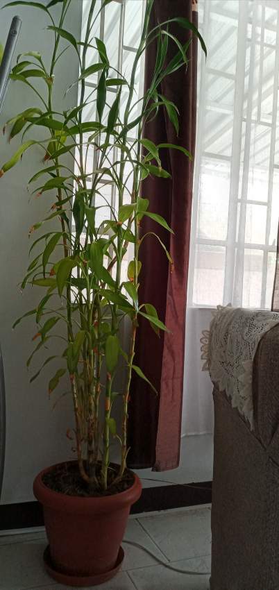 Bamboo lucky charm 2 M 40 la hauteur de la plante - 0 - Interior Decor  on Aster Vender